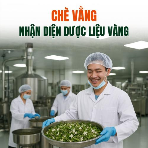 Nhận Diện Chính Xác Cây Chè Vằng: Đặc Điểm, Phân Loại Và Công Dụng Dược Liệu Vàng