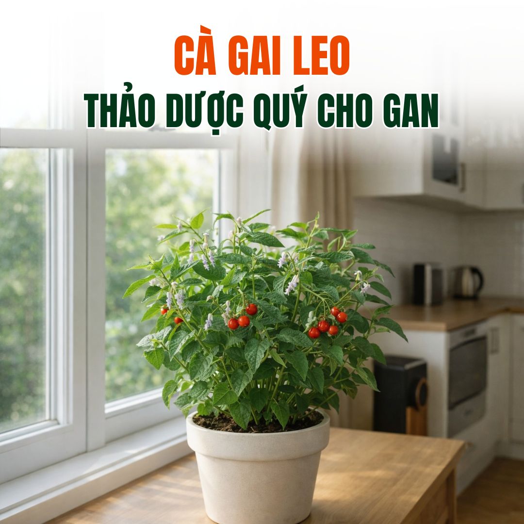 Cà Gai Leo: Thảo Dược Quý Giúp Bảo Vệ Và Hỗ Trợ Điều Trị Bệnh Gan