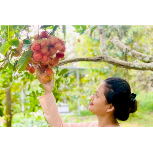 Chôm Chôm – Hương Vị Ngọt Lành Cùng Những Ký Ức Tuổi Thơ