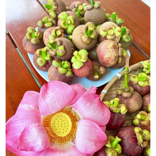 Măng Cụt Miền Tây – Hương Vị Miệt Vườn