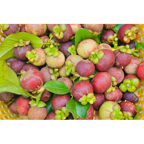 Măng Cụt Miền Tây – Hương Vị Miệt Vườn