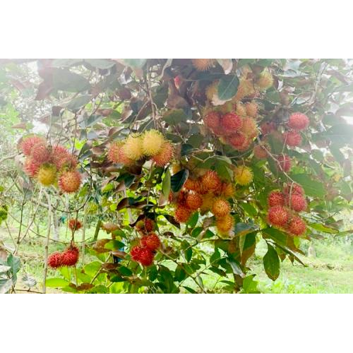Chôm Chôm – Hương Vị Ngọt Lành Cùng Những Ký Ức Tuổi Thơ