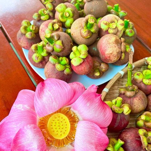 Măng Cụt Miền Tây – Hương Vị Miệt Vườn