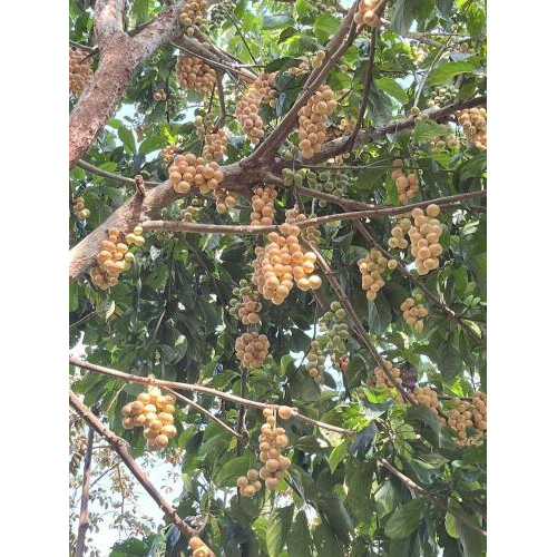 Dâu Hạ Châu – Vị ngọt thanh gói gọn hương quê