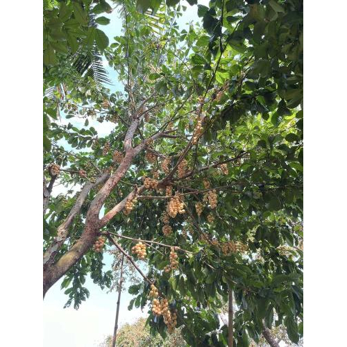 Dâu Hạ Châu – Ngọt Lành Một Miền Ký Ức Tại Tuấn Tường