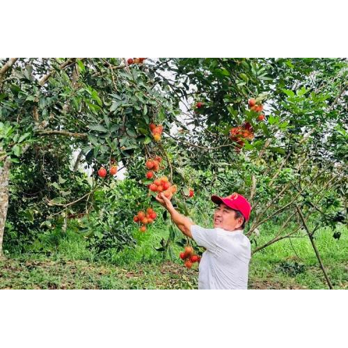 Chôm Chôm – Hương Vị Ngọt Lành Cùng Những Ký Ức Tuổi Thơ