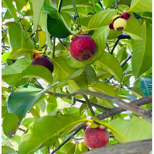 Măng Cụt Miền Tây – Hương Vị Miệt Vườn