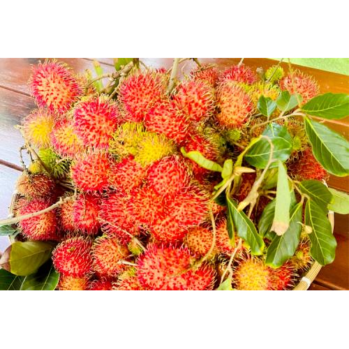 Chôm Chôm – Hương Vị Ngọt Lành Cùng Những Ký Ức Tuổi Thơ