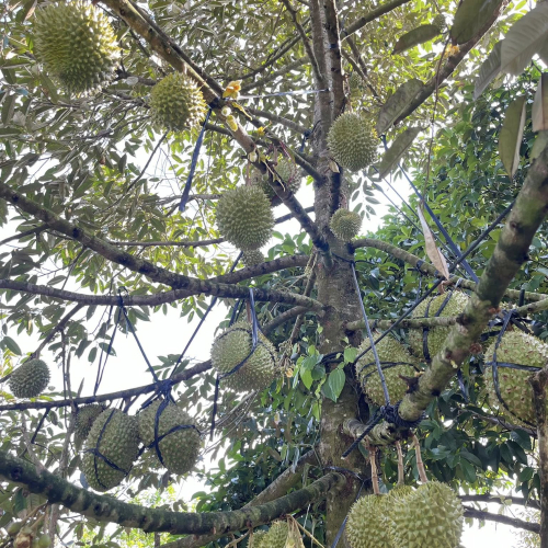 Chào Đón Mùa Sầu Riêng Tại Tuấn Tường