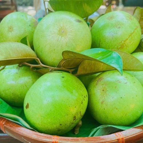 Tận Hưởng Đặc Sản Vú Sữa Lò Rèn Tại Tuấn Tường