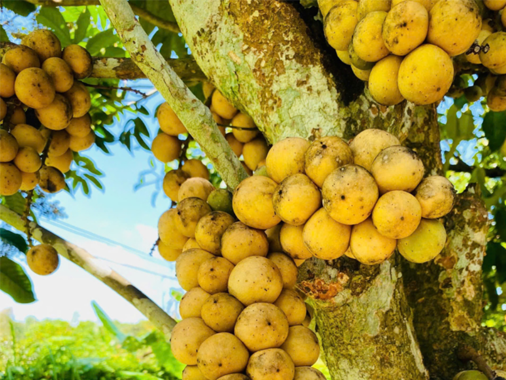 Bòn bon
