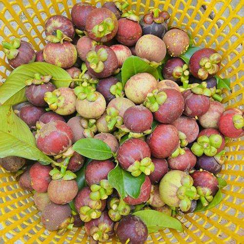 Măng Cụt – Đặc Sản Miền Tây Có Mặt Tại Tuấn Tường