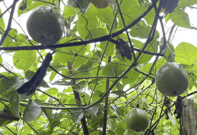 Tìm hiểu về quả vú sữa