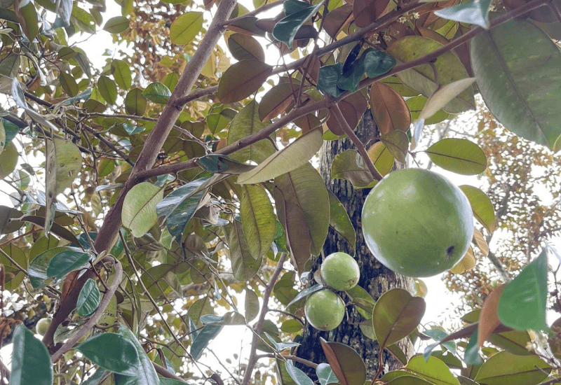 Vú sữa có tốt cho sức khỏe không?