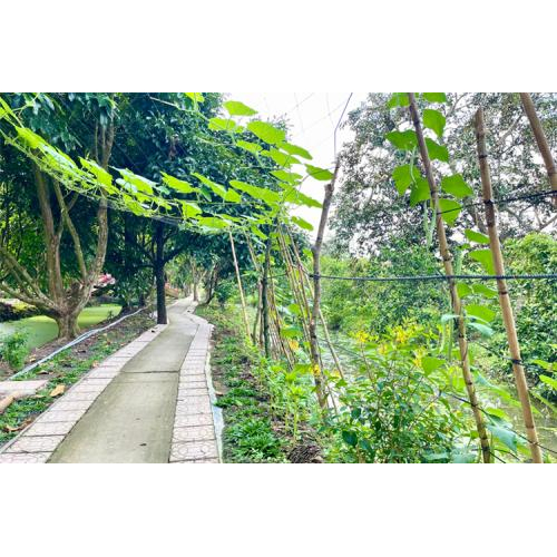 Nguyên liệu tươi – Rau sạch từ vườn