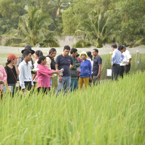 Trẻ Hóa 800 Giống Lúa Mùa Tại Kiên Giang: Bước Đột Phá Trong Bảo Tồn Giống Lúa