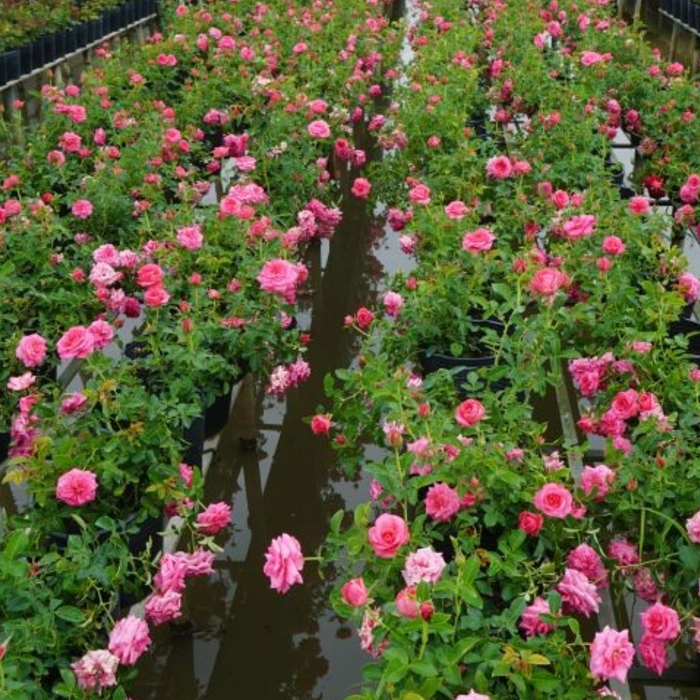 Cẩm Nang Tham Gia Festival Hoa – Kiểng Sa Đéc Lần II – Năm 2025