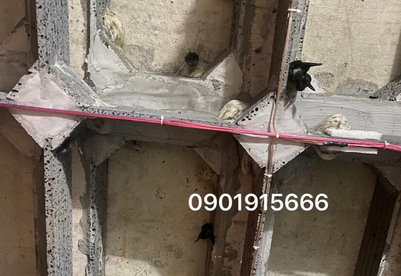 Ảnh hưởng đến việc xây dựng và bảo dưỡng tổ yến