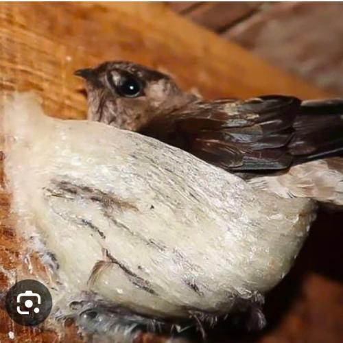 Dung Dịch Trị Mốc Gỗ Nhà Yến – Giải Pháp Bảo Vệ Môi Trường Sống Đàn Yến