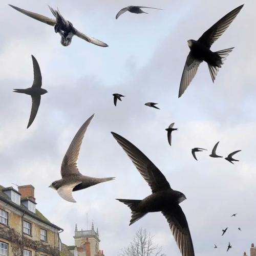 Chu Kỳ Sinh Sản Và Sự Phát Triển Của Chim Yến