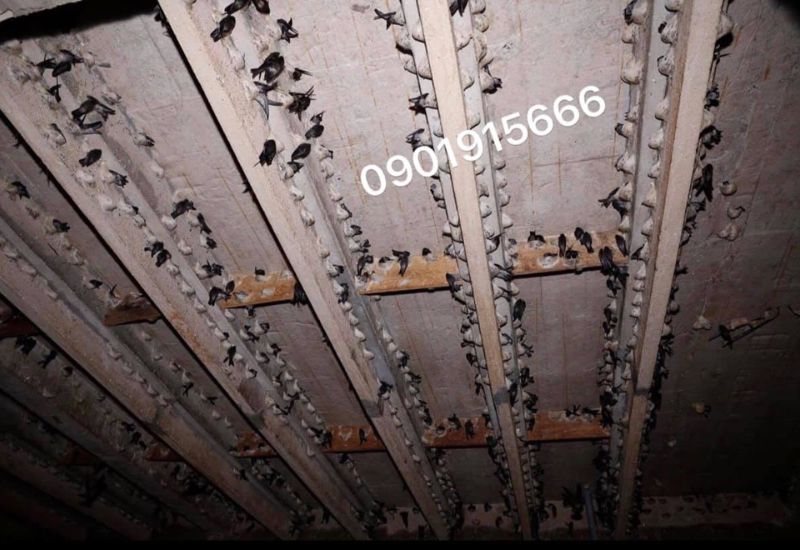 Tác động tiêu cực từ môi trường