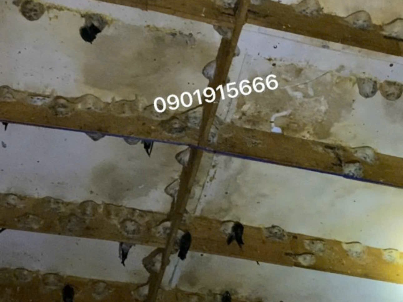 Kích thích chim yến làm tổ trong nhà yến