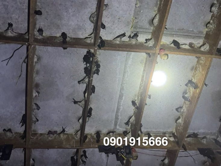 Điều kiện sinh sống của chim yến nhà