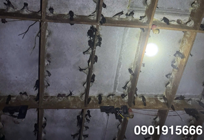 Thiếu hiểu biết về hành vi và nhu cầu của chim yến