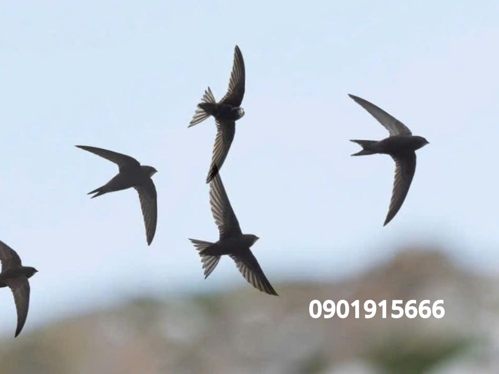 Công dụng nổi bật của dung dịch giấm Ichi trong vệ sinh nhà yến