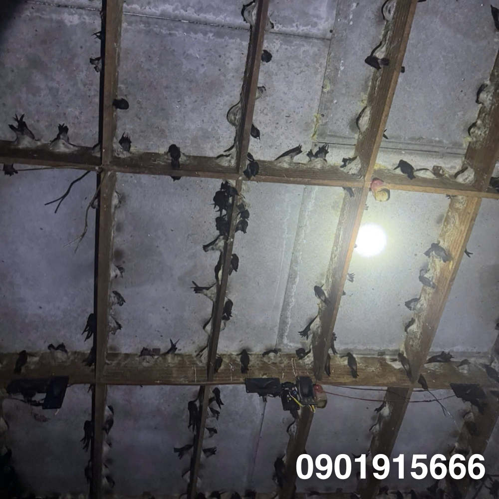 Những Yếu Tố Quyết Định Thành Công Khi Nuôi Yến