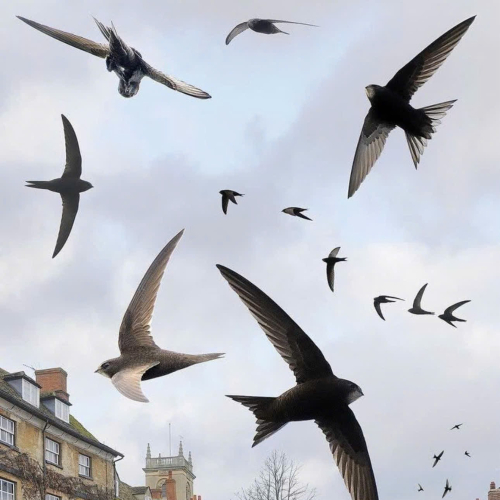 Kiến Thức Về Dung Dịch Nhà Yến Mà Bạn Cần Biết