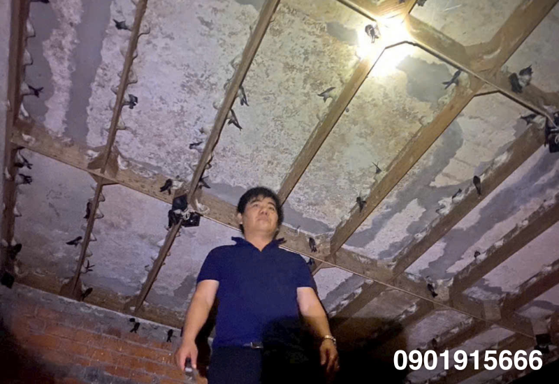 Nên chọn loại thanh làm tổ nào