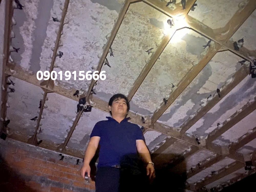 Quy trình nâng cấp và vận hành nhà yến đạt hiệu quả lâu dài