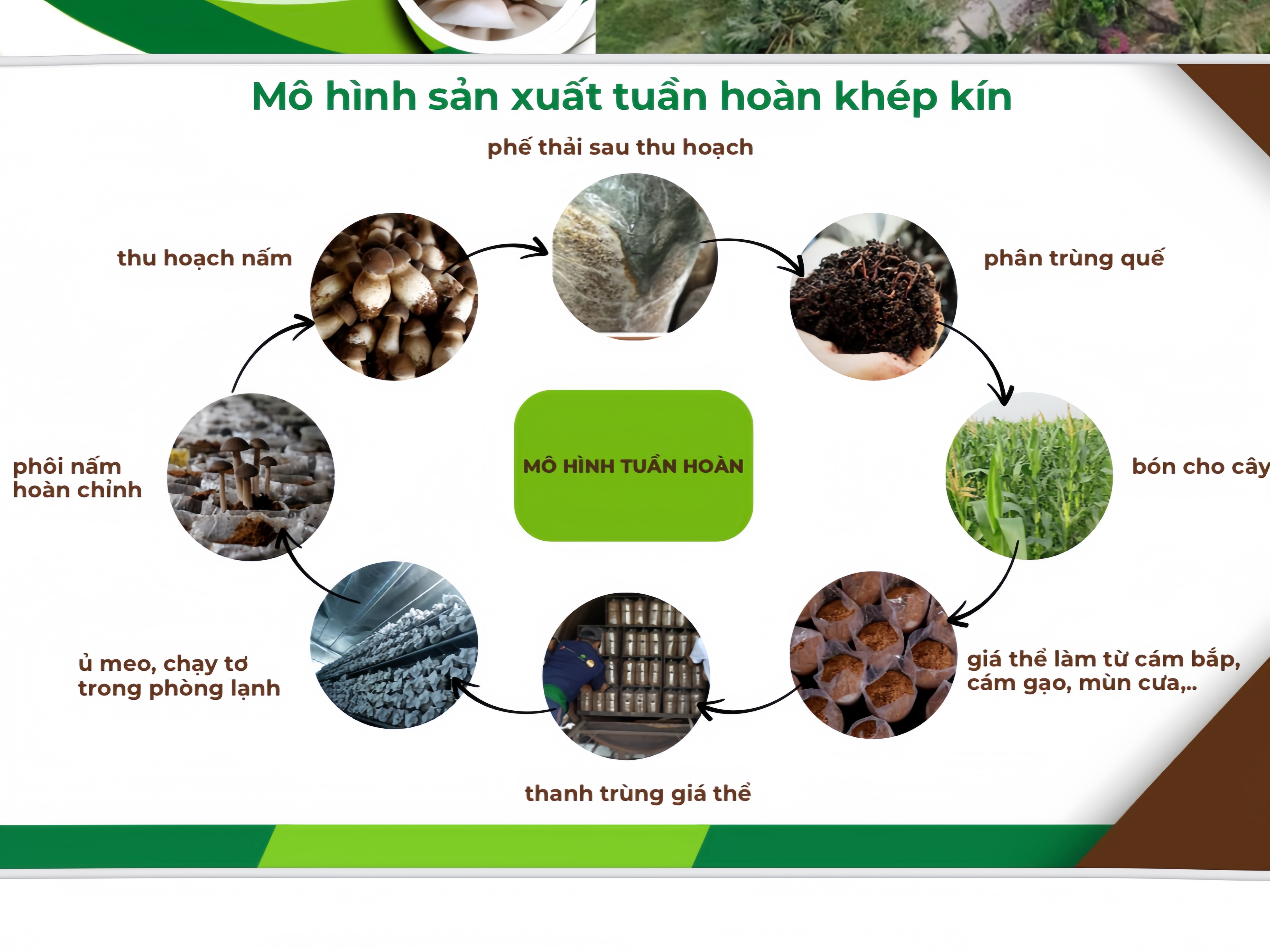 1. Nông Nghiệp Tuần Hoàn – Hướng Đi Bền Vững Cho Nông Sản Việt