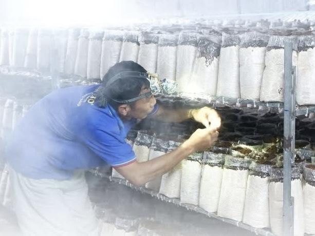 3. Lợi Ích Của Mô Hình Tuần Hoàn Đối Với Người Trồng Và Môi Trường