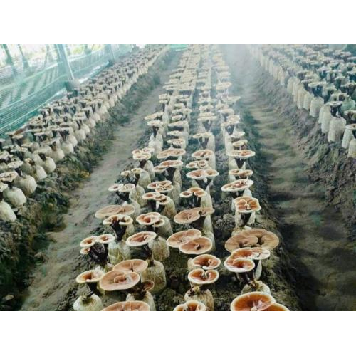 Chị Châu Thị Nương: Lọt Danh Sách "Nông Dân Việt Nam Xuất Sắc 2025"