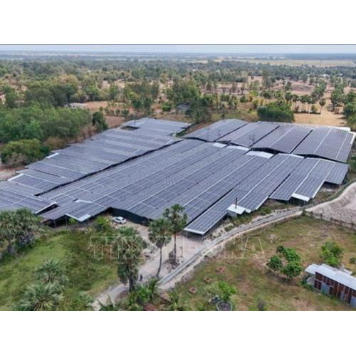 Từ Mô Hình Trồng Nấm Dược Liệu, Chị Nông Dân An Giang Giúp Hàng Chục Hộ Nghèo Đổi Đời