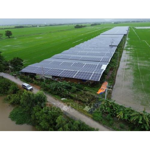 Từ Mô Hình Trồng Nấm Dược Liệu, Chị Nông Dân An Giang Giúp Hàng Chục Hộ Nghèo Đổi Đời