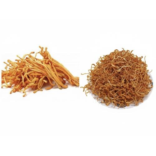 1. Nấm Đông Trùng Hạ Thảo Sấy Thăng Hoa Và Sấy Thường Khác Nhau Ra Sao?