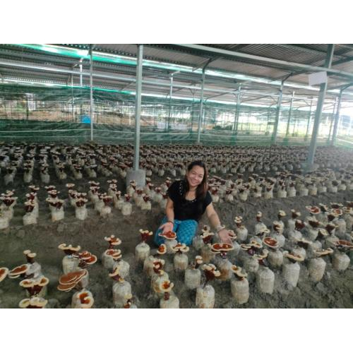 Nông Nghiệp Tuần Hoàn Từ Dược Liệu Tự Nhiên