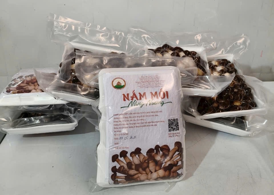 Mua nấm mối đen ở đâu thì chất lượng?