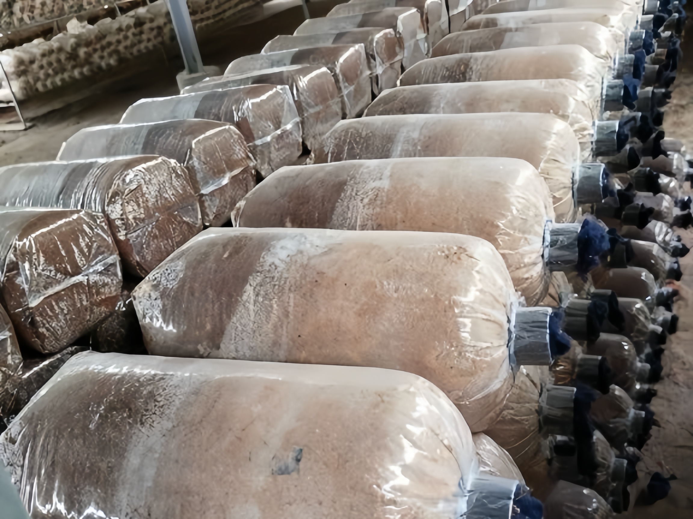 Phôi nấm bào ngư – Chìa khóa để trồng thành công