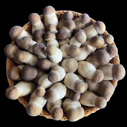 Ăn Nấm Mối Có Tác Dụng Gì? Công Dụng, Dinh Dưỡng Và Cách Dùng Đúng