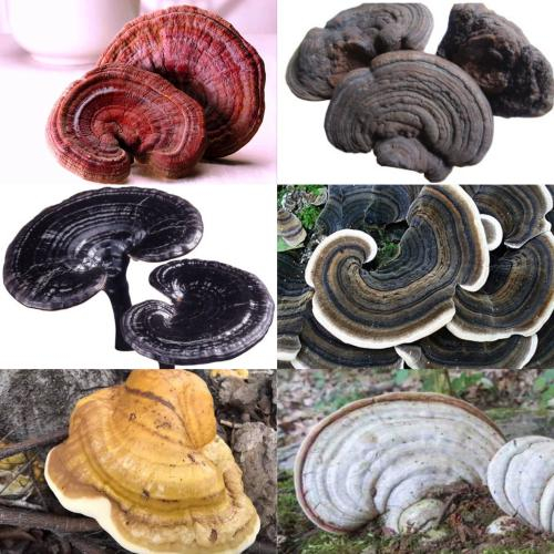 Có Bao Nhiêu Loại Nấm Linh Chi Và Loại Nào Tốt Nhất Hiện Nay?