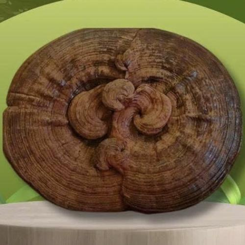 Có Bao Nhiêu Loại Nấm Linh Chi Và Loại Nào Tốt Nhất Hiện Nay?