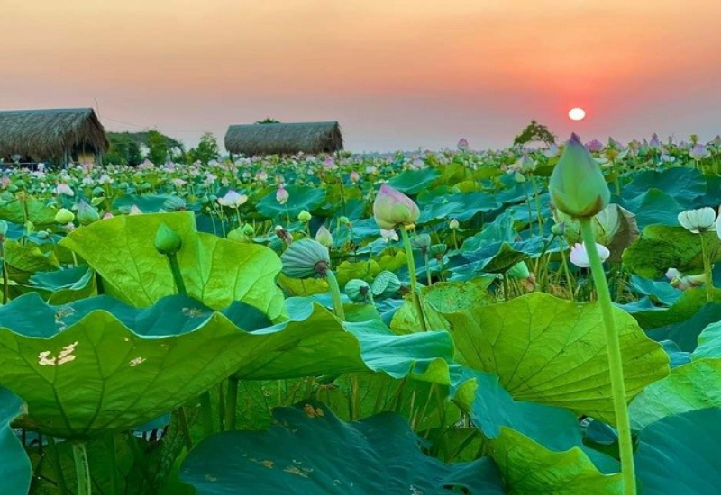 Khu du lịch Đồng Sen Tháp Mười nằm ở đâu?