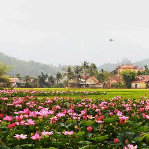 Khu Du Lịch Đồng Sen Tháp Mười