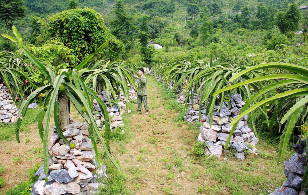 Nội dung