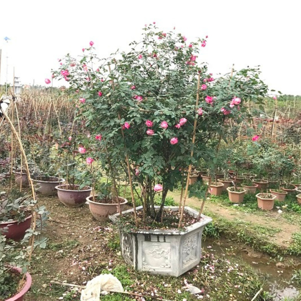 Làng hoa Kiều Trung chuyển đổi trồng hoa hồng, thu nhập gấp nhiều lần so với cấy lúa