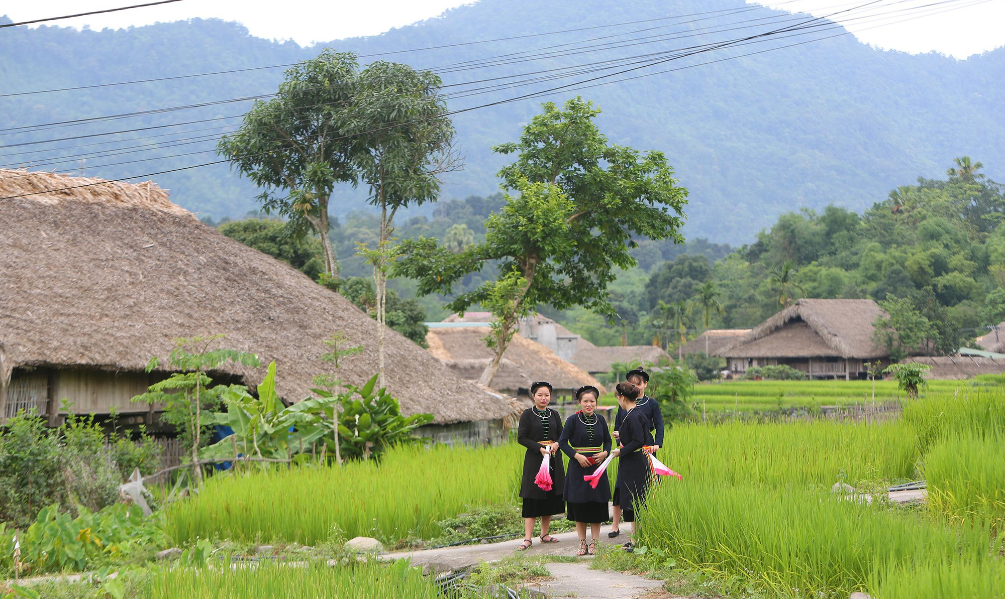Dân tộc Tày
